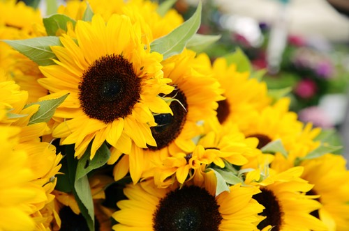 iStock 000007275258 Small